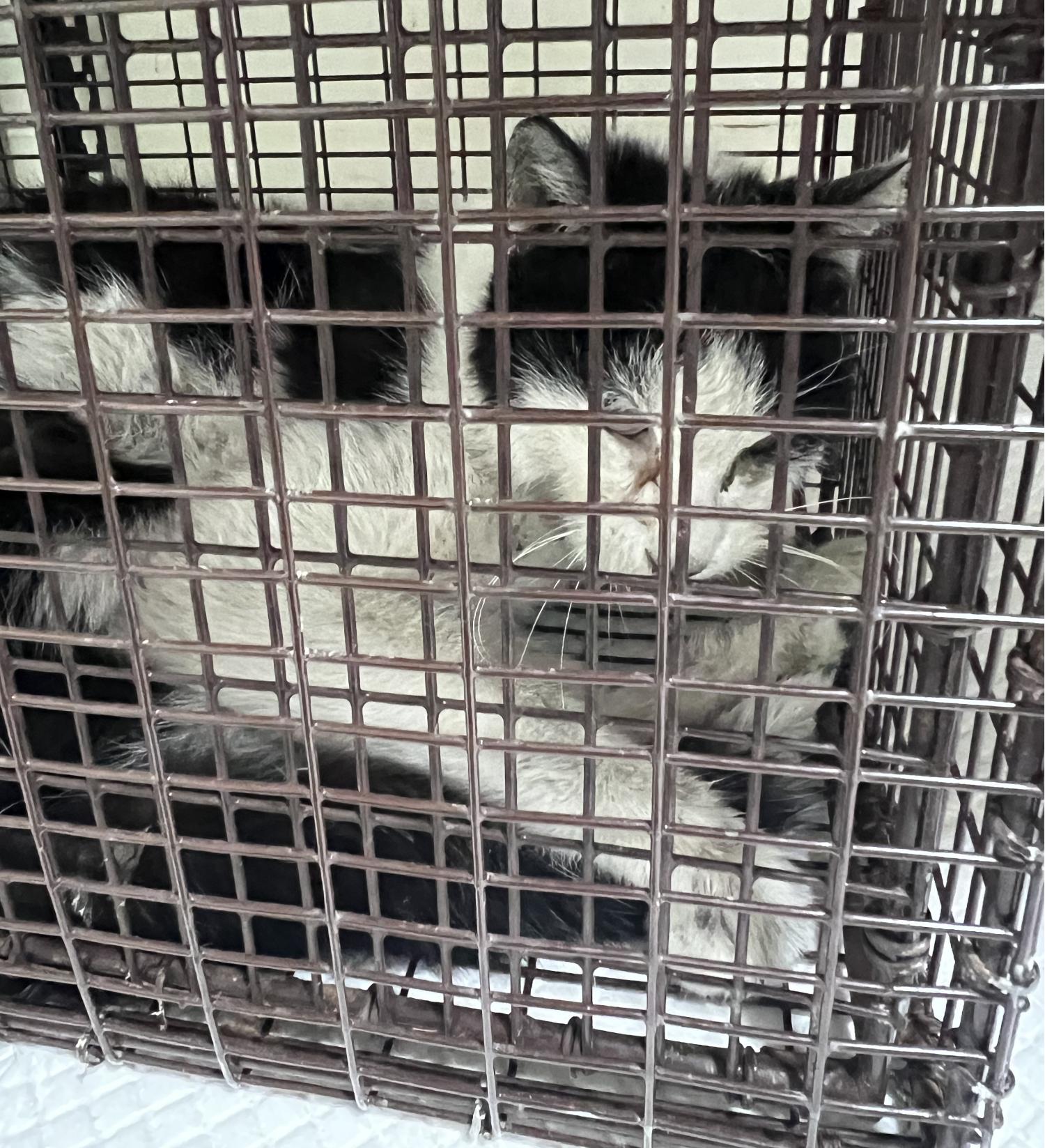 홍익동물병원_411313202400764